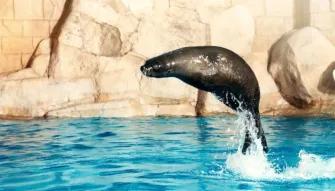 Sea Lion Meet & Greet at Atlantis Dubai