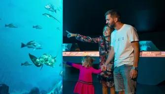 The View at The Palm The View at The Palm