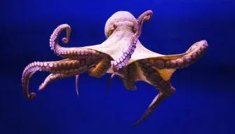 Octopus