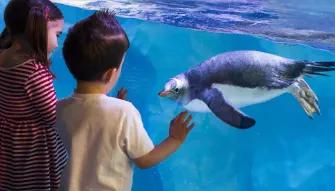 Sealife Bir