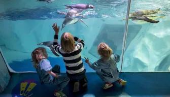 Sealife Bir