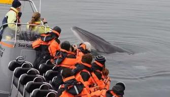 group-on-boat-by-whale