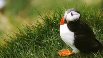 puffin-in-the-grass