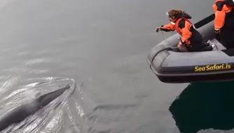 whale-by-boat