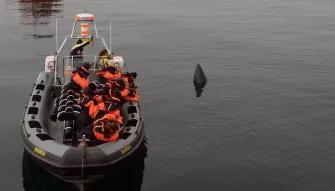 whale-poking-out-of-water