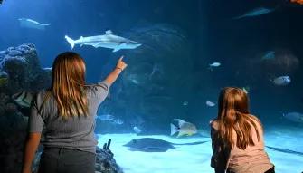 Shark