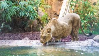 Loro Parque Big Cats