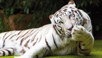 Loro Parque Big Cats