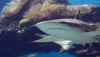 shark