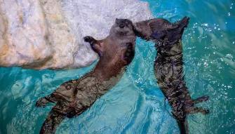 dolphin at Clearwater Aquarium