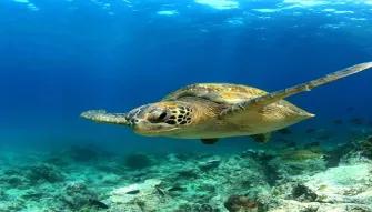 sea-turtle