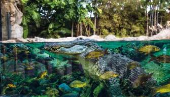 Animals at Loro Parque Gators at Loro Parque