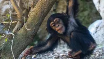 Chimpanzee at Loro Parque