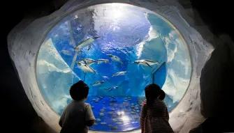Sealife-viewing-portal