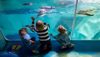 swimming-penguins