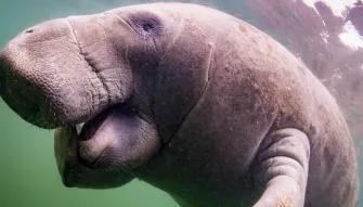 Swim with the Manatee