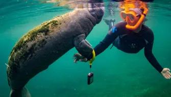 Swim with the Manatee