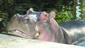 Swim with the Manatee Swim with the Manatee
