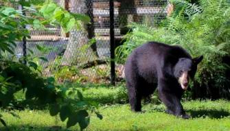 Swim with the Manatee Swim with the Manatee