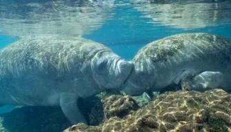 Swim with the Manatee Swim with the Manatee