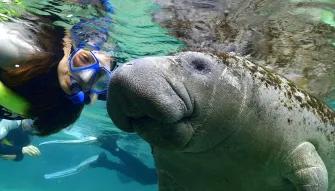 Swim with the Manatee Swim with the Manatee