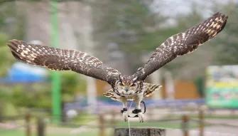 Owl-in-flight