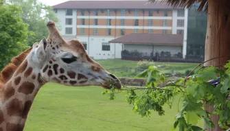 Giraffe