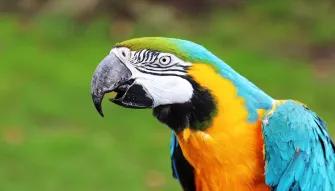Parrot