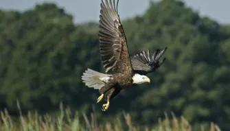 Airboat Ride and Gatorland Park Combo with Transportation