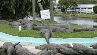 Airboat Ride and Gatorland Park Combo with Transportation Airboat Ride and Gatorland Park Combo with Transportation