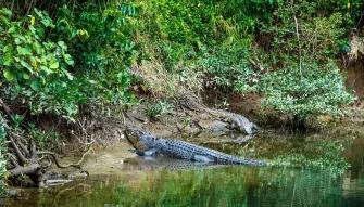 Mossman Gorge, Daintree and Wildlife Tour from Port Douglas 