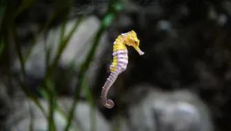 seahorse