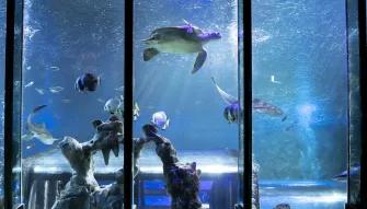Tortoise-swimming-with-fish