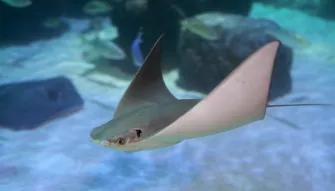 stingray