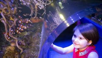 Sea Life Birmingham  Sea Life Birmingham