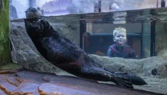 Sea Life Birmingham Otter Sea Life Birmingham Otter