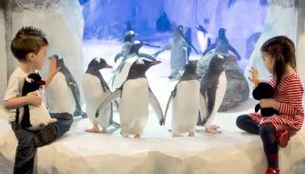 Sea Life Birmingham Penguin Sea Life Birmingham Penguin