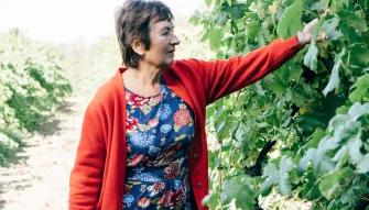 vineyard