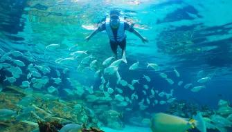 Guest snorkelling over the Grand Reef at Discovery Cove Orlando