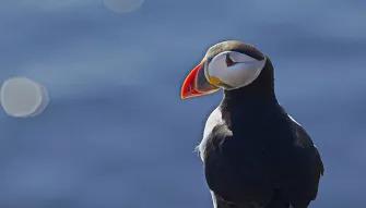 Single Puffin