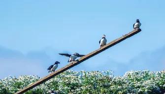 Puffins on a tree