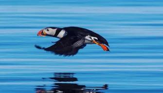 Puffin flying low