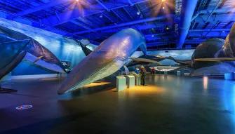 Whale Exhibition