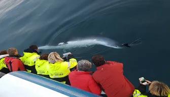 Whales along side the boat