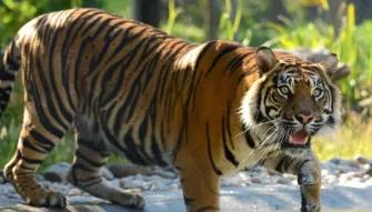 Drayton Manor Theme Park