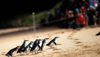 Phillip Island Penguin Parade