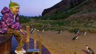 Phillip Island Penguin Parade