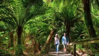 Phillip Island Penguin Parade