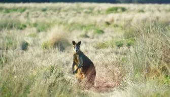 Phillip Island Express Tour Wallaby in the wild on the Phillip Island Express Tour