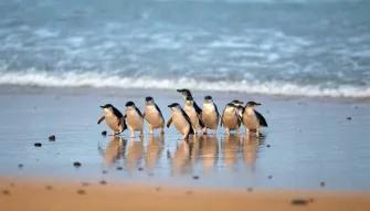 Phillip Island Express Tour Adorable little penguins waddle across the beach